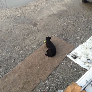 Meet your Posher, Patrick